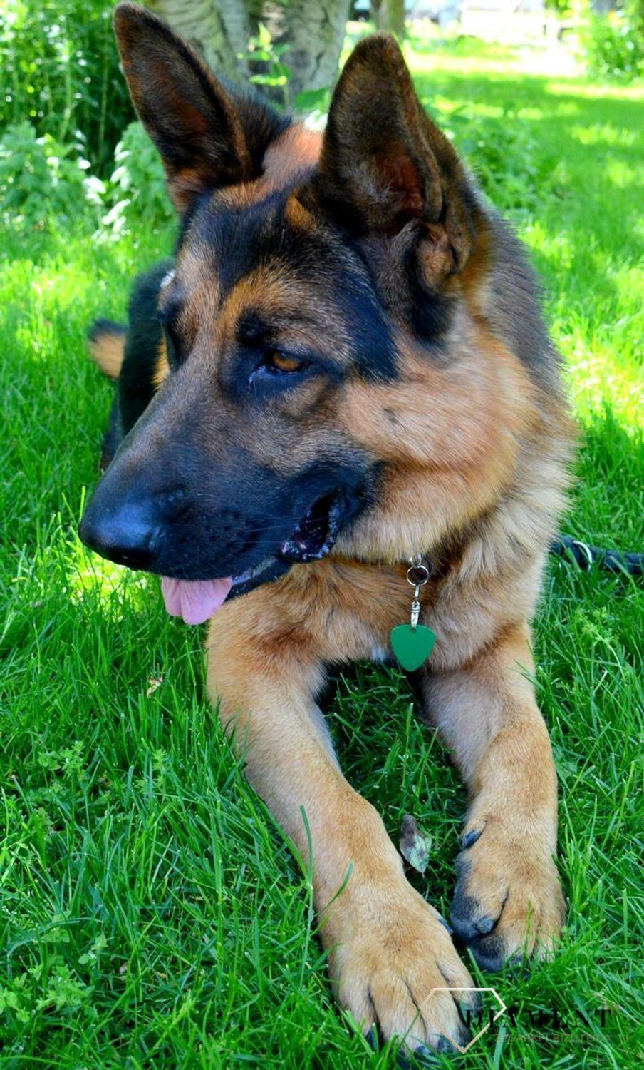 Blaszka dla pupila 3,5 cm z miejscem na grawer Trójkąt green L.  Blaszka w formie adresówki, identyfikatora dla psa. Blaszka z miejscem na grawer. Na adresówce możemy wygrawerować np. imię psa i nr telefonu do właściciela..jpg